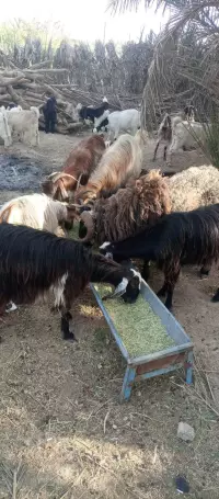 مەڕ