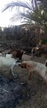 مەڕ