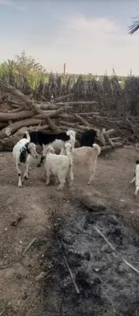 مەڕ