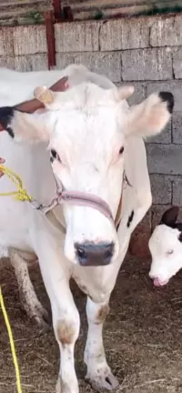 cow (haisha)