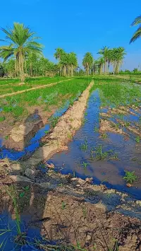 A plot of agricultural land