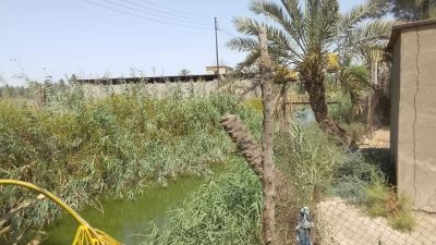 Orchard with house for sale