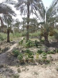 Orchard with house for sale
