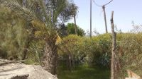 Orchard with house for sale