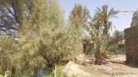 Orchard with house for sale