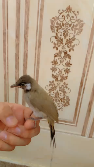 بلبل خورمئ تيشك كه هي