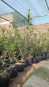 Ağaç Ve Meyve Fideleri Dohuk