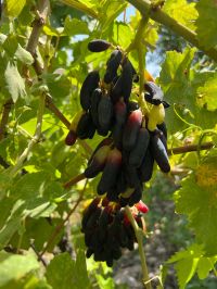 Qasrouk köy üzümleri