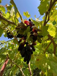 Qasrouk köy üzümleri